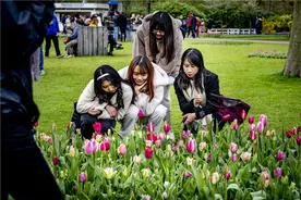 荷兰库肯霍夫公园鲜花盛开图片