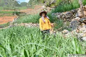 大化板升乡弄勇村：种牧草养湖羊有钱赚图片