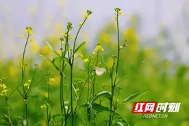 组图 | 春花绽放，我想把雁峰的春天送给你图片