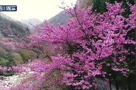 川渝好风光丨唐家河：十里紫荆花正艳图片