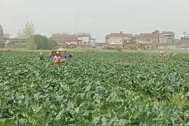 京山市永漋镇：花菜丰收忙，农民笑开了花图片