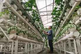 菜博会探访：让所有的菜以最美的颜值迎客图片