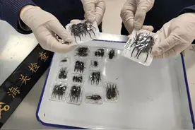 33只甲虫标本欲邮寄入境，上海邮局海关查获并销毁图片