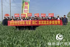 重磅！吨源种业再添强势小麦品种，豫同107助农增产丰收！图片
