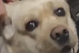 情侣带狗乘电梯怕吓到人紧拽狗耳朵 当事人：感觉很有素质图片