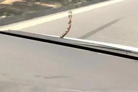 女子在高速公路开车，一条蛇突然从前挡玻璃外探出晃动图片