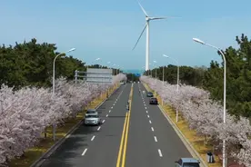 果然视频丨繁花似锦，威海海悦路千株樱花盛放图片
