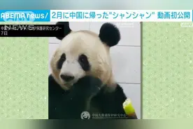 “香香”回国后首个视频引日本粉丝点赞：中文日语都能听懂图片