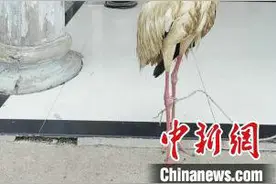 受伤白鹤发出求救信号 江苏泗洪警民联手救援图片