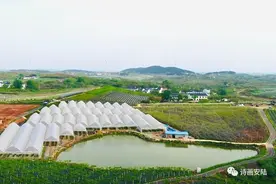 安陆：“莓”好与你有约图片