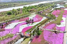 打卡！渭河边的这片“海”！图片