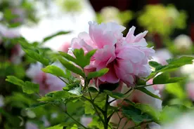 河南洛阳：“一朵花”惊艳一座城图片