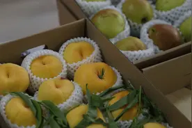 桃花盛开的时候也能吃上新鲜桃 平谷头茬温室大桃上市图片