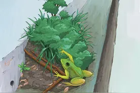 给城里的蛙造个家图片