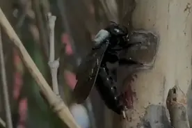 果然视频|大量竹蜂闯进幼儿园筑巢，消防员连“根”清除图片