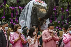 旅游业复苏 泰国大象“重操旧业”图片