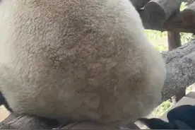 大熊猫“萌玉”被乌鸦“薅”毛痒得挠屁股图片