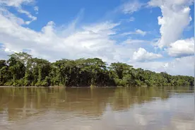 英媒：英国人吃肉，亚马孙雨林遭殃，去年损毁面积近1.2万平方公里图片