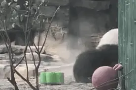 五一劳动节策划：第一视角沉浸式体验动物饲养员的日常图片