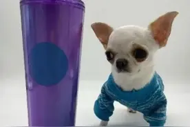 一美元钞票大小！世界最矮的狗，身高不足10厘米图片