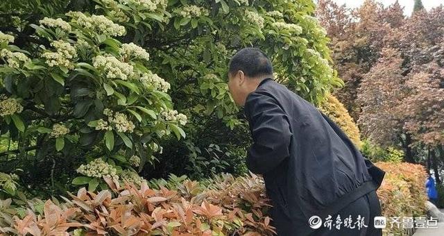 石楠花对环境有什么作用（石楠花又腥又臭）