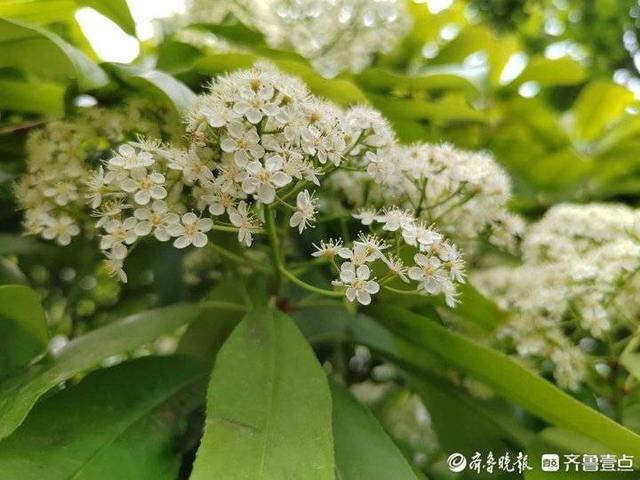 石楠花又腥又臭，为何还要种？专家：好处多多，气味劣势可忽略