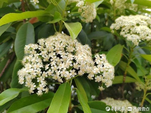 石楠花又腥又臭，为何还要种？专家：好处多多，气味劣势可忽略
