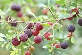 杨梅丰收开采抢“鲜”上市 今年产值预计超千万元图片