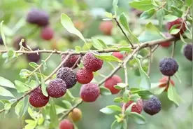 杨梅丰收开采抢“鲜”上市 今年产值预计超千万元图片