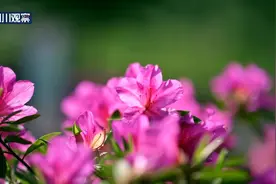 川渝好风光｜山野花枝俏 杜鹃花开春意闹图片