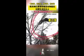 南京网红暴猴收编至动物园后长期生活在水上，被猴王打得不敢上岸图片