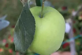 辰山那棵“牛顿苹果树”首次在室外开花！它能结出砸中牛顿的苹果吗？图片