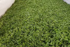 思南四野屯：高山出好茶 古村落里茶飘香图片