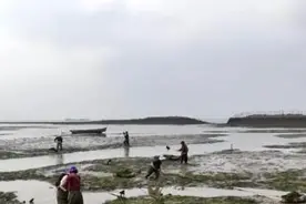 美味浒苔迎来采收旺季 出口需求旺盛价格上涨图片