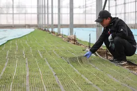 （社会）辽宁盘锦：水稻育苗忙图片