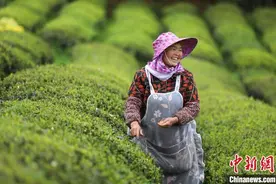 贵州石阡：千年苔茶焕新机 “绿叶子”鼓起“钱袋子”图片