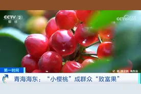 火红果实挂满枝头 “小樱桃”成了群众“致富果”图片