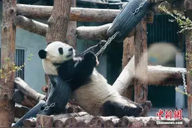 镜头感十足！大熊猫“萌兰”耍宝卖萌引围观图片
