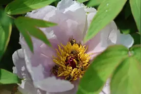 暗香涌动满山坳！枣庄山亭凤丹花开正艳 美不胜收图片