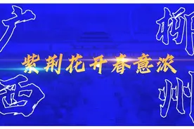 广西柳州：紫荆花开春意浓图片