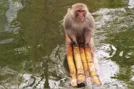 网红猴子被“霸凌”，只能天天水上漂？已移居后场单独饲养图片