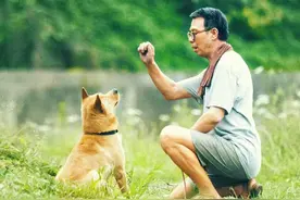 对话《忠犬八公》动物导演：小狗每天最长工作8小时图片