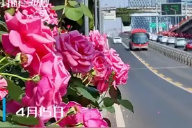 30秒 | 月季花形成“空中花带” 成都二环变“花环”图片