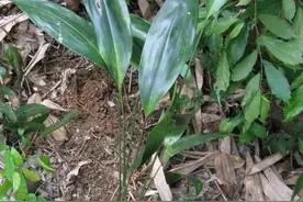 我国发现新物种：卵药蜘蛛抱蛋！图片