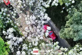春日成都沙河边楝树开花 成团成簇甚是好看｜图集图片