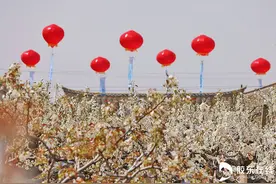 高清组图：你好春天！烟台莱阳：万亩梨花怒放图片
