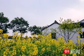 【直播预告】扬眼主播邀您云游新时代的“人间天堂”常熟市沙家浜镇芦荡村，“e”起来赏油菜花海图片