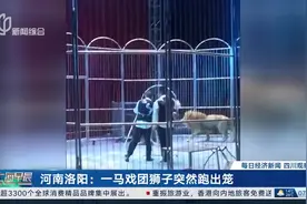 洛阳一马戏团狮子突然跑出笼 就在龙门石窟外…图片