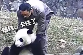 熊猫“蔓越煤”被胡萝卜卡住喉咙 饲养员上演“熊熊版”海姆立克图片
