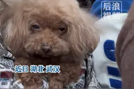 狗子6点看日出“困成狗”，拍摄者：小狗困得直流眼泪，感觉特别形象，像我同学一样图片